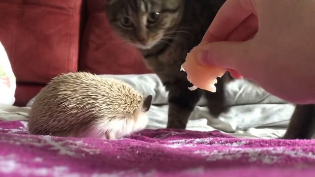 Ёж укусил кошку смотреть онлайн