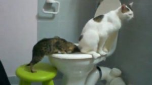Научить кота ходить на унитаз. Система "Домакот"