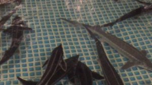 Бестер осетровые узв