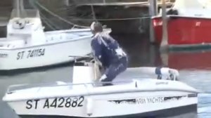 Чайка жирная