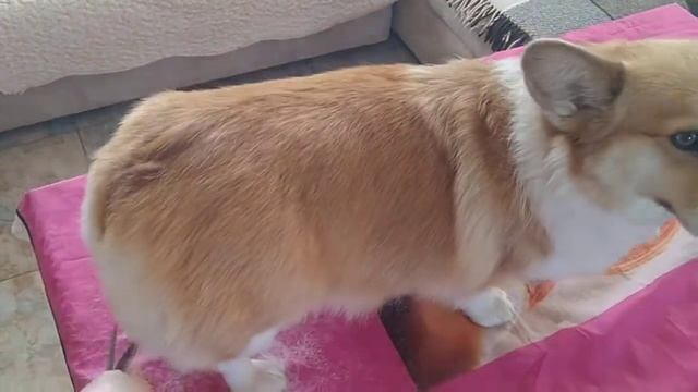 Корги стрижка смотреть онлайн