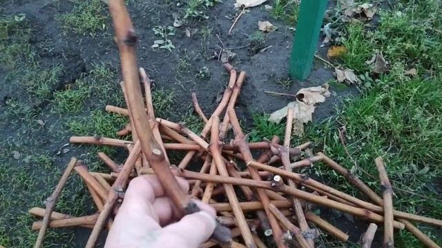 Виноград. Режем лозу на хранение. смотреть онлайн