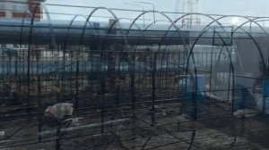 Теплица 6м. на 3м. своими руками. Дуги погнули по 150р. за штуку.