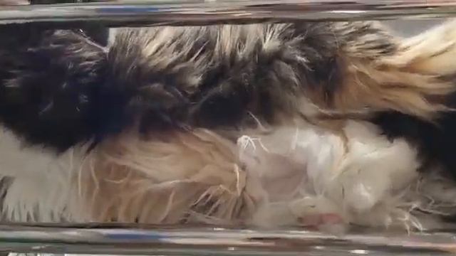 Петуния дома 1 смотреть онлайн