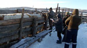 Узелковая зараза добралась до Бейского района