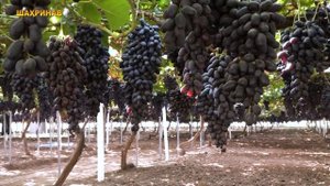 Виноград в Таджикистане   Ангури Точикистон (Шахринав) Шахринавский район