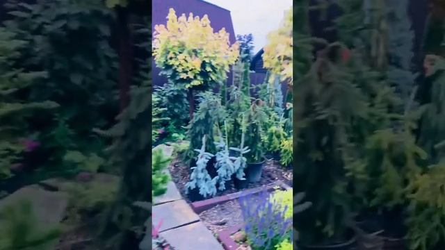 Барбарис Оранж Рокет , Мария ) Московская область, Балашиха Жемчужная 496) https://t.me/S76Olga_76 смотреть онлайн