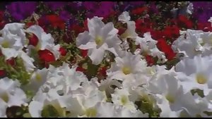 Цветы на бульваре в Баку