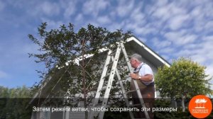 Формовочная обрезка. Шпалера из декоративной яблони.