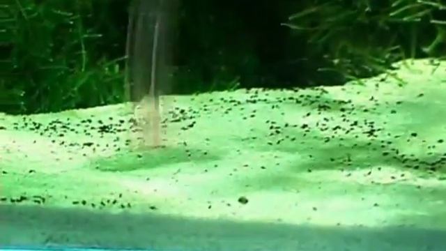 Природный аквариум под руководством мастера Такаси Амано