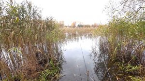 Озеро Рай. Рыбалка в Смоленской области. Карась.