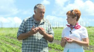 Воронежский агроном поделился секретами выращивания клубники и малины