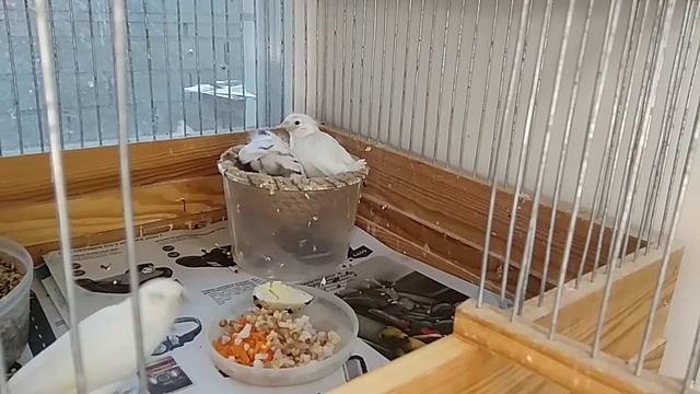 Чем питается кормящая мать птенцов канареек. смотреть онлайн