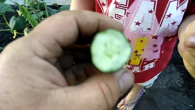 ОГУРЦЫ , ХРУСТЯЩИЙ ЛОМТИК !!!! смотреть онлайн