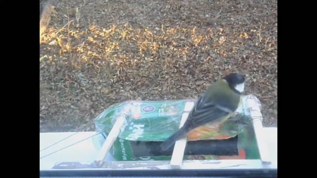 Кормушка для птиц (первые минуты) смотреть онлайн