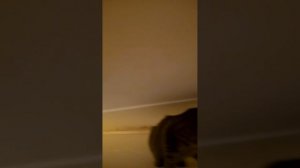 Кот на натяжном потолке