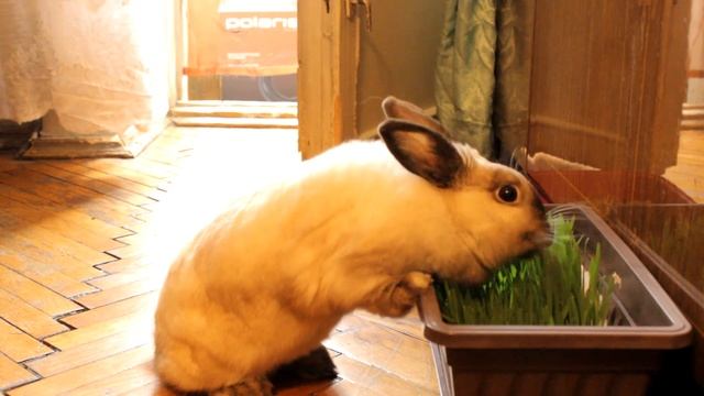 Что делать если кролик по большому ходит в разные углы?|Ответ на вопрос подпищицы смотреть онлайн