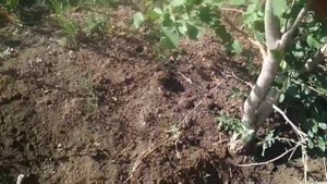 Приспособление для корчевания деревьев