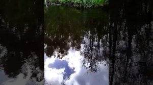 Щука на река сестре