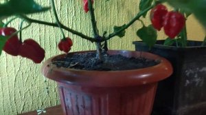 02.11.2022 хабанеро красный - урожай на окне