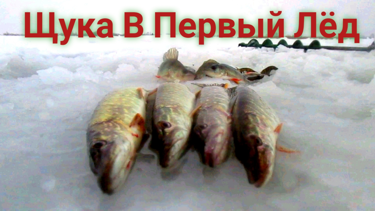 ЩУЧИЙ ДЕНЬ! РЫБАЛКА ПОД ДОЖДЕМ В ПЕРВЫЙ ЛЕД!