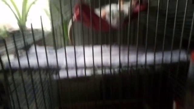 Шьем подстилки для крыс смотреть онлайн