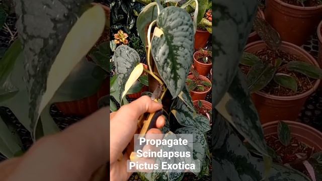 Propagate Scindapsus Pictus Exotica variegated