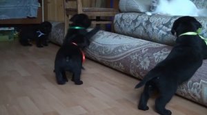 щенки 1,5 месяца