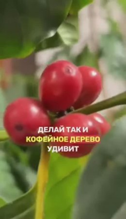 КОФЕЙНОЕ ДЕРЕВО ДОМА: Как вырастить без заморочек