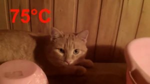 Как кот ходит в баню