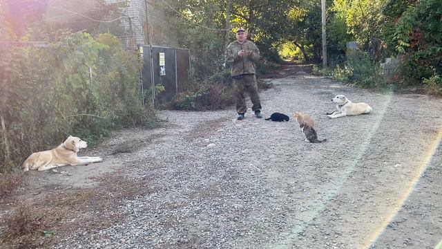 Дрессировка Средне-Азиатской овчарки 5 месяцев Казак! Дрессировка с котами! смотреть онлайн