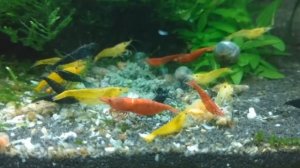 Аквариумные креветки и  мох. Открываем посылку. Аквариум 30 литров.