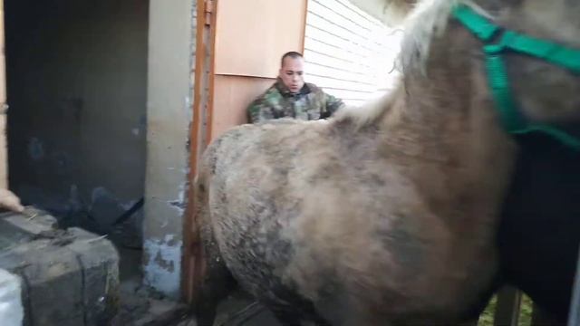 Башкирских жеребят забираем домой. ООО Снайп. смотреть онлайн