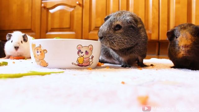 Морская свинка Агути. Серебристый Агути. Видео про морскую свинку Пулю. Silver Agouti Guinea Pig