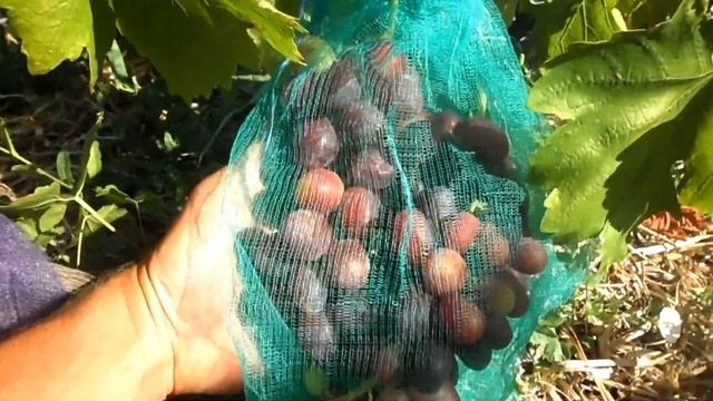 Виноград Велюр и Бешевский 2020 смотреть онлайн