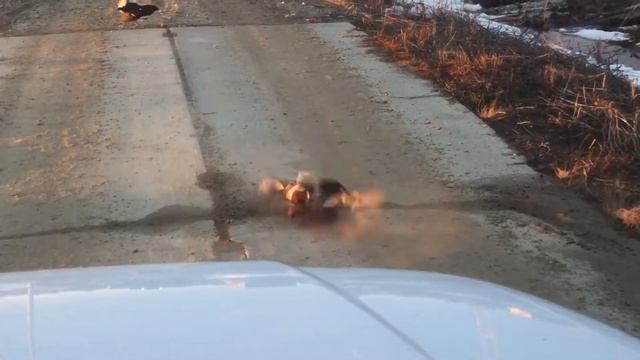 Ток бесстрашных тетеревов 2018 смотреть онлайн