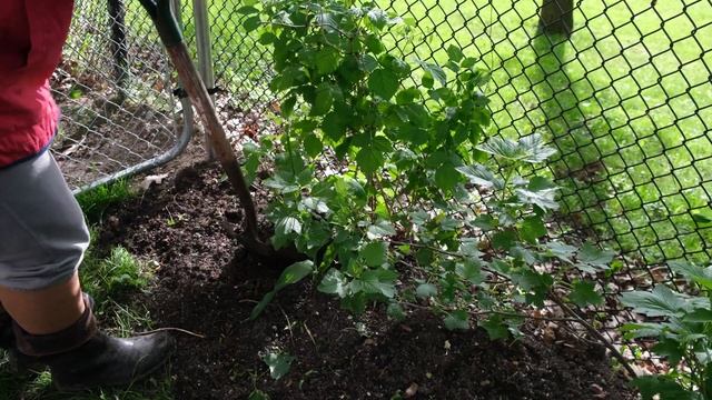 Выращиваем малину в горшке. Все о малине. смотреть онлайн