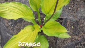 Хоста сорт Django... невероятно красивая...