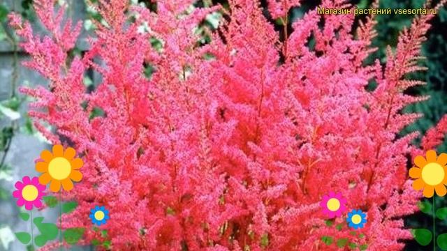 Астильба арендса Грант. Краткий обзор, описание характеристик astilbe arendsii Granat смотреть онлайн