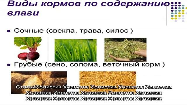 Отзывы о кормах холистиках для собак