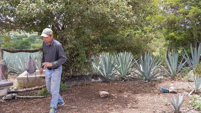 Plantar arboles nativos y endémicos en orillas cultivo de agave: aportes positivos смотреть онлайн