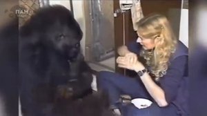 40-лет-девушка-обучала-гориллу-разговари_349.mp4