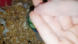 Нашим малышам 6 суток, детки Кузи и Дуси растут! Домашние крысы.