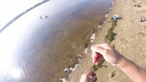 Жерех и окунь на живца/Карась на удочку/Видеоотчет июнь 2020