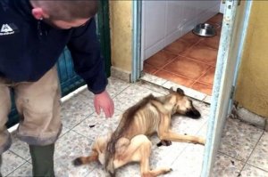 Чудеса бывают! Невероятная история спасения собаки по кличке Барилла.