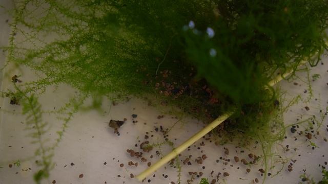 Замена грунта в креветочнике. Перезапуск аквариума 30 литров!.mp4 смотреть онлайн