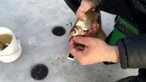 Зимняя рыбалка ловля леща зимой на поплавок и такое бывает 2019