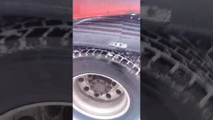 Фредлайне аргоси внешний обзор