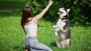 ТОП 10 САМЫХ злых пород собак в мире