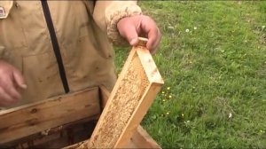 КАК С ПОЛЬЗОЙ ДЛЯ ПЧЁЛ ОЧИСТИТЬ РАМКИ ОТ ПРОШЛОГОДНЕГО МЁДА